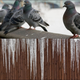 A row of pigeons sitting above a line of icicles hanging from a building